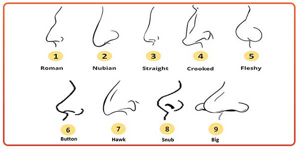 Nose Shapes - Their Significance, Types, And What They Mean