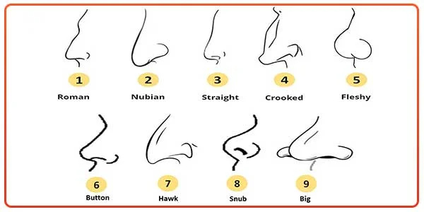 nose types chart